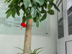 -新世界教育iVEE·英语日语西语(金桥校区)