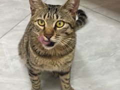 -瑞鹏宠物医院·骨科·猫科·内科(第一中心)