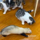 看小动物去啦[加油]