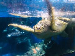 -烟台海昌鲸鲨海洋公园