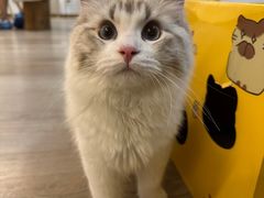 -柴迷FANS CLUB·柴犬狗咖·猫咖