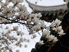 -龙华寺