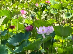 -莲花池公园