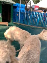 -萌宠亲子动物乐园(槐房万达店)