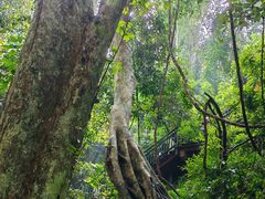 -西双版纳原始森林公园