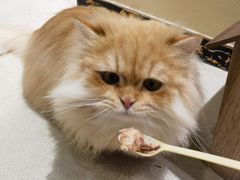 -藏猫猫咖啡主题馆(中央大道店)