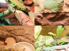 -上海大自然野生昆虫馆