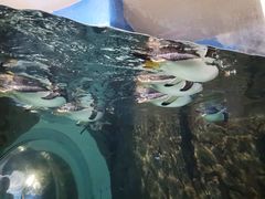 -成都浩海立方海洋公园