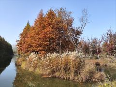 -溱湖国家湿地公园