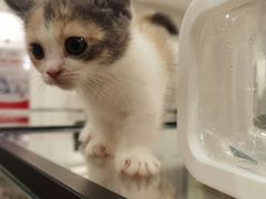 -袖虎·猫馆(体育西路店)
