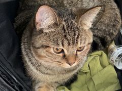 -纳吉亚猫专科动物医院博雅分院