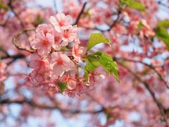 -顾村公园