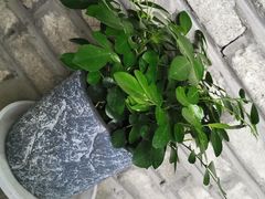 -My Way Town买味堂·东南亚餐厅(亦庄店)