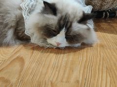 -藏猫猫咖啡主题馆(中央大道店)