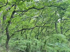 -苏州上方山国家森林公园