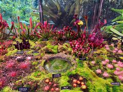 -中国科学院西双版纳热带植物园