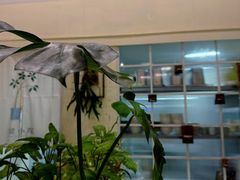 -绿小院(荔湾店)
