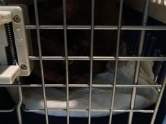 -宠颐生动物医院·心脏科·保险定点(锦阳分院)