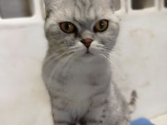 -浣熊柯尔鸭土拨鼠·电玩咖