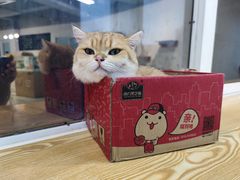-Heymao猫咖.咖啡厅(东门店)