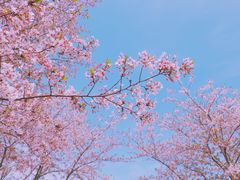-上海辰山植物园