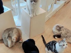 -有喵·猫咖·狗咖·30几只猫10只小狗(岗厦店)