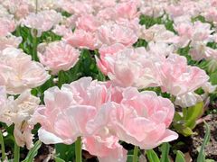 -上海鲜花港