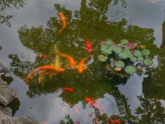 -苏州冶园园林民宿(太湖西山风景区店)
