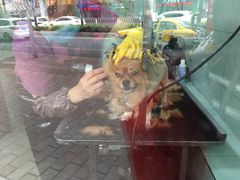 -瑞派动物医院·绝育·犬猫全科·预防医学(光景江南中店)