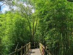 -广州白江湖森林公园