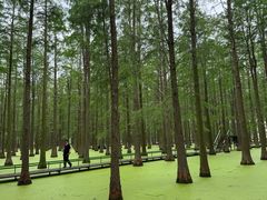 -渌洋湖湿地公园