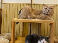 -Catmate·猫肥家润(金润铂宫店)