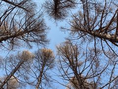 -塞罕坝国家级自然保护区