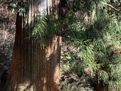 -天目山大树王景区