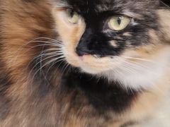 -藏猫猫咖啡主题馆(中央大道店)