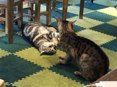-猫猫幼稚园·撸猫·桌游·电玩