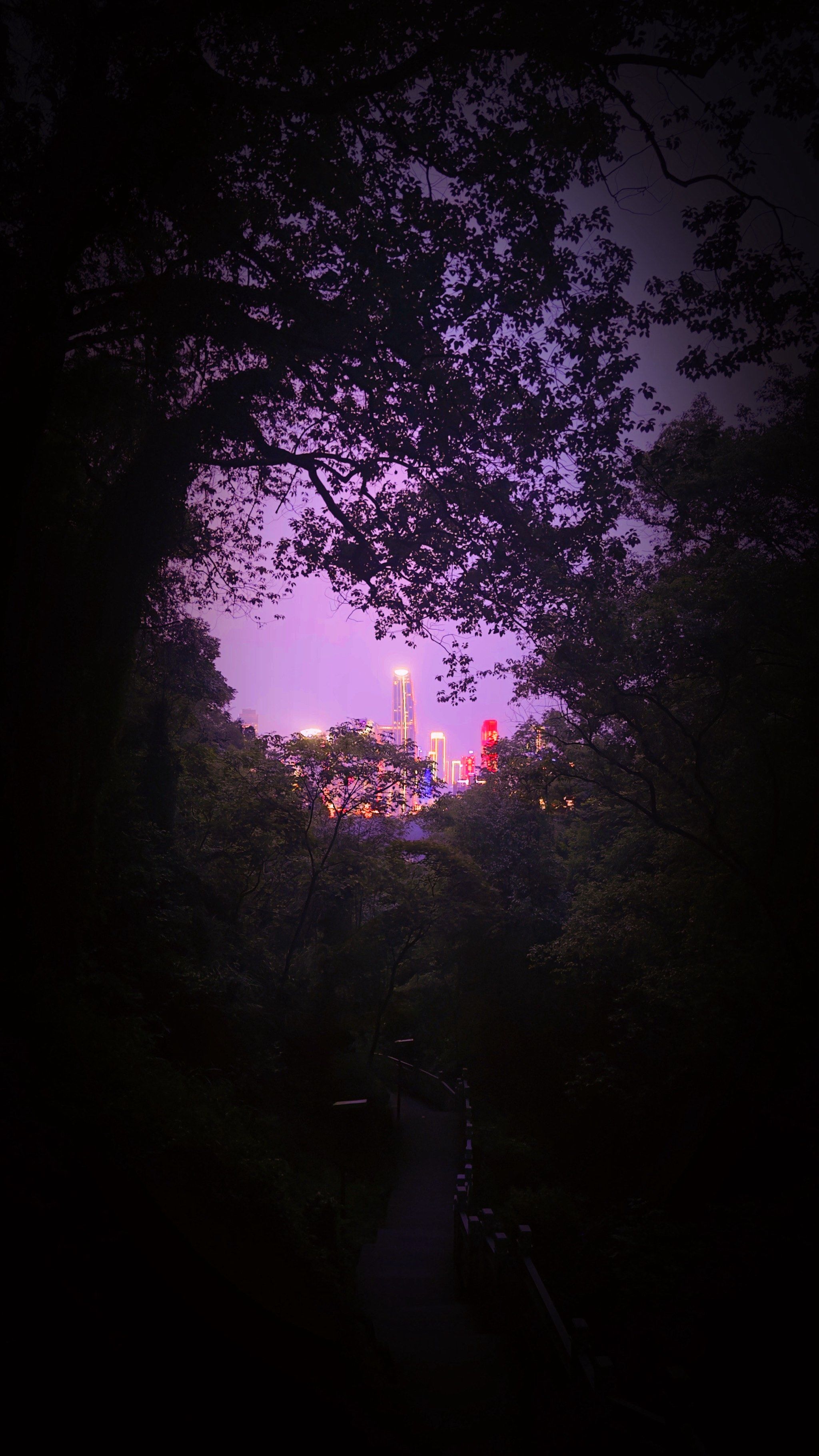 夜色中漫步都市森林