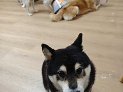 -是阿柴呀！柴犬咖啡·爱喵喵猫咖