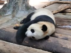 -海南热带野生动植物园