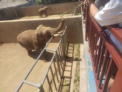 -西霞口神雕山野生动物世界