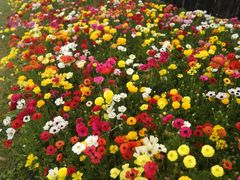 -上海鲜花港