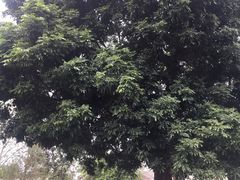 -涠洲岛-圣母堂