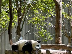 -卧龙中华大熊猫苑神树坪基地