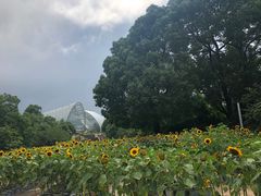 -南山植物园