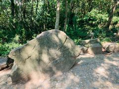 -上海佘山国家森林公园天马山园