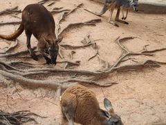 -深圳野生动物园