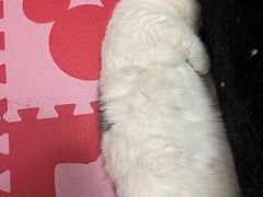 -哆趣宠物医院·眼科·内镜·急重症转诊中心(上海店)