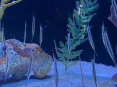-上海海洋水族馆