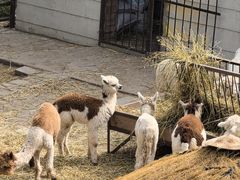 -青藏高原野生动物园