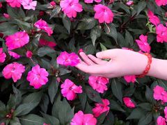 -庐山风景区花径公园